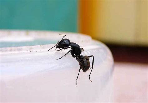 房間小螞蟻 前人研究